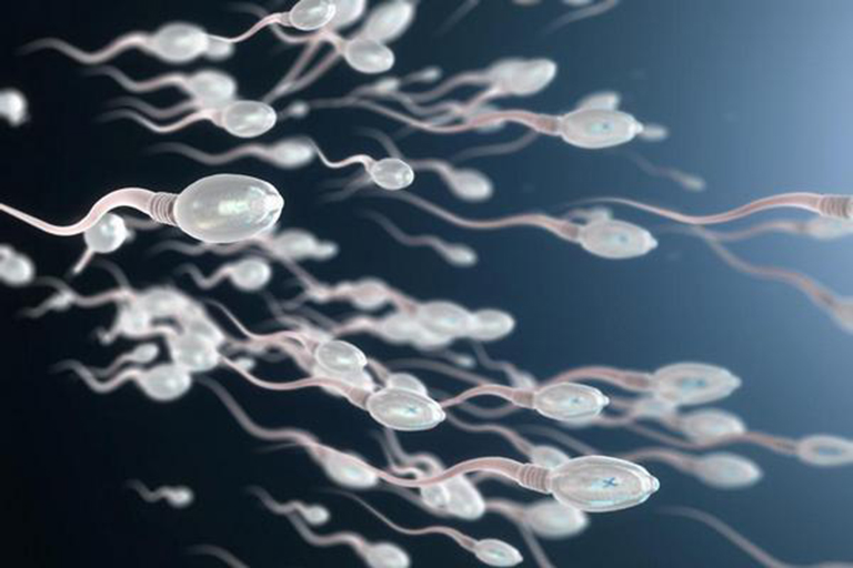 Thận âm yếu làm giảm chất lượng tinh trùng, ảnh hưởng đến khả năng sinh sản của nam giới