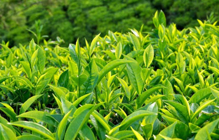 Lá trà xanh vừa tốt cho sức khỏe vừa là mẹo chữa viêm phụ khoa tại nhà hiệu quả