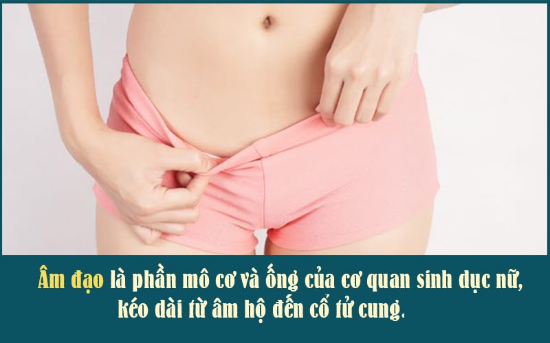 Âm đạo là phần mô cơ và ống cơ quan sinh dục nữ, kéo dài từ âm hộ tới tử cung