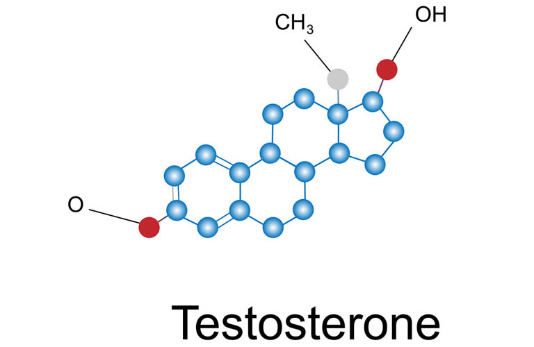 Testosterone được sinh ra ở đâu?