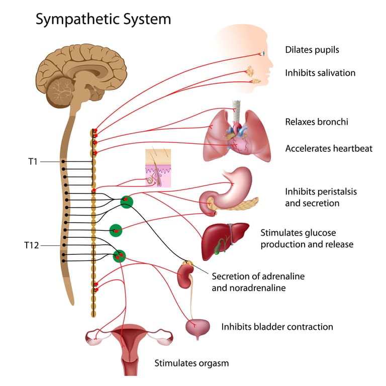Vị trí hệ thần kinh thực vật và các cơ quan, bộ phận chịu sự điều khiển của hệ thần kinh này.