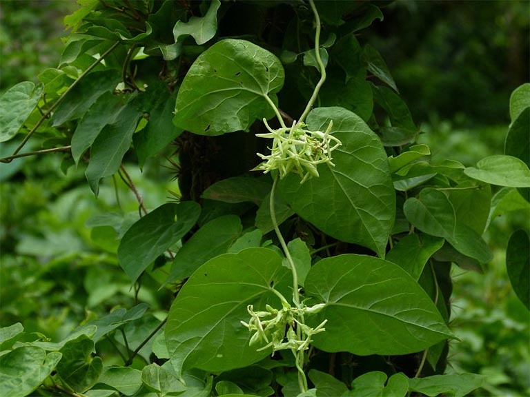Ngoài phần hoa, phần lá của cây thiên lý cũng được sử dụng để bào chế thành một số bài thuốc trị bệnh thông thường