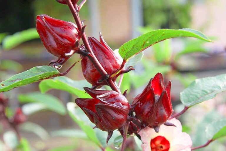 Dùng hoa atiso đỏ chữa giời leo là phương pháp dân gian được đánh giá cao về hiệu quả.