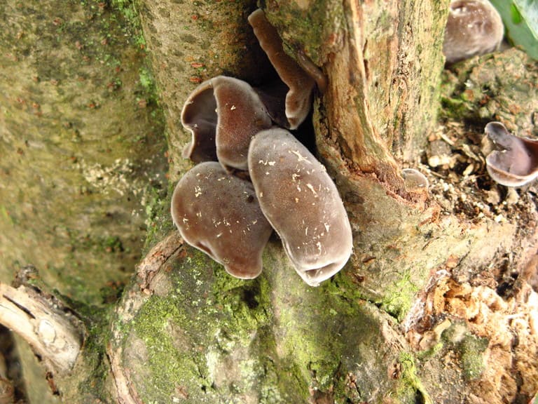 Mao mộc nhĩ cũng có hình dạng như cái tai và sống trên cây.