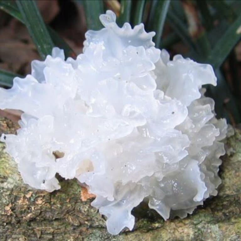 Nấm tuyết cũng có tên là mộc nhĩ nhưng nó ít phổ biến ở Việt Nam.