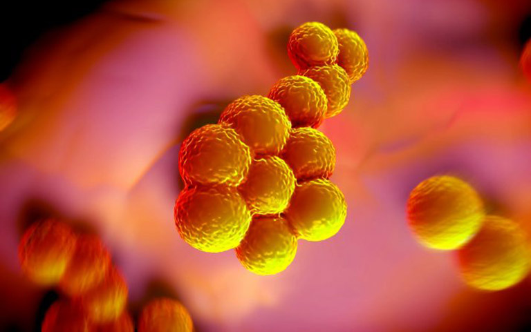 Vi khuẩn Staphylococus là tác nhân chính gây mụn nhọt trên da
