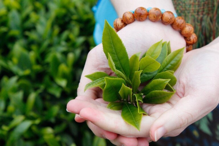 Nhờ khả năng kháng khuẩn tự nhiên và dưỡng ẩm da tốt, lá trà xanh luôn nằm trong top đầu những loại lá người bị vảy nến nên dùng để tắm.