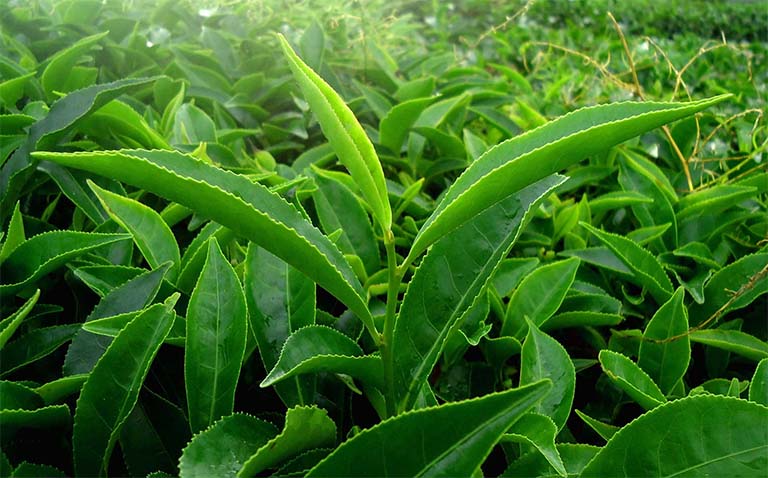 Lá trà xanh có chứa nhiều thành phần có tác dụng ức chế quá trình oxy hóa, từ đó giúp chữa lành nhanh chóng các vết thương ngoài da