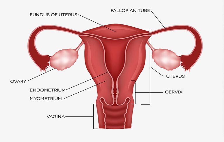Bế kinh nguyên phát có thể do nữ giới không có buồng trứng