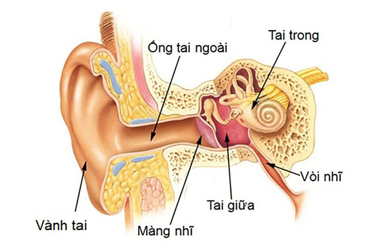 Ống vòi nhĩ bị viêm khiến tai giữa bị ứ đọng dịch tạo thành bệnh viêm tai giữa