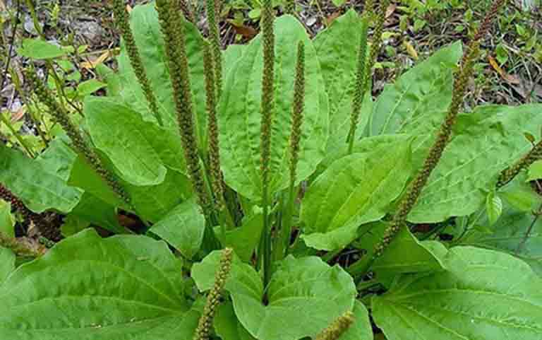 Cây bông mã đề được biết đến là loại thảo dược quý trong vườn nhà bởi có nhiều công dụng