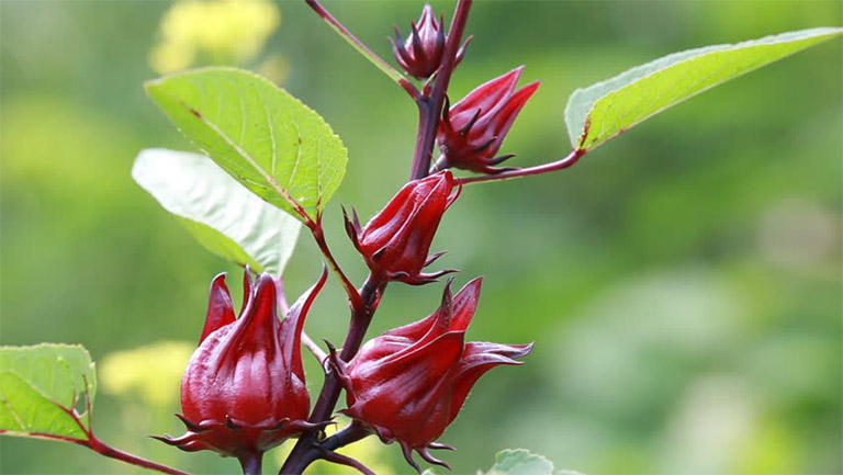 Cây atiso đỏ còn được gọi là cây bụp giấm do có hình dạng giống cây râm bụp và loại hoa mang lại vị chua nhẹ như giấm
