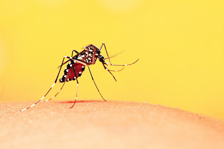 bệnh sốt xuất huyết là gì