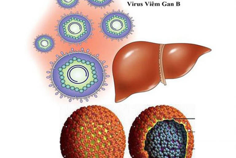 Các giai đoạn phát triển của viêm gan B