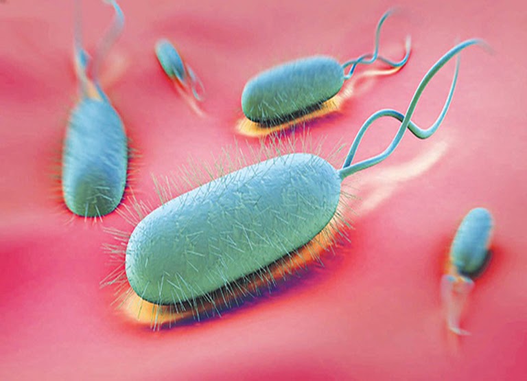 Vi khuẩn Hp là tác nhân nguy hiểm gây bệnh hẹp hang vị