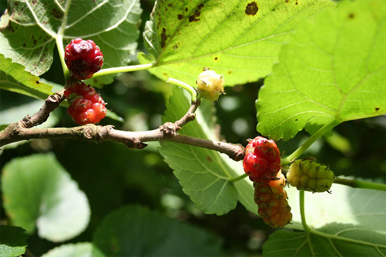 Tang diệp là lá của cây dâu tằm với danh pháp khoa học là Morus alba, thuộc họ dâu tằm (Moraceae)