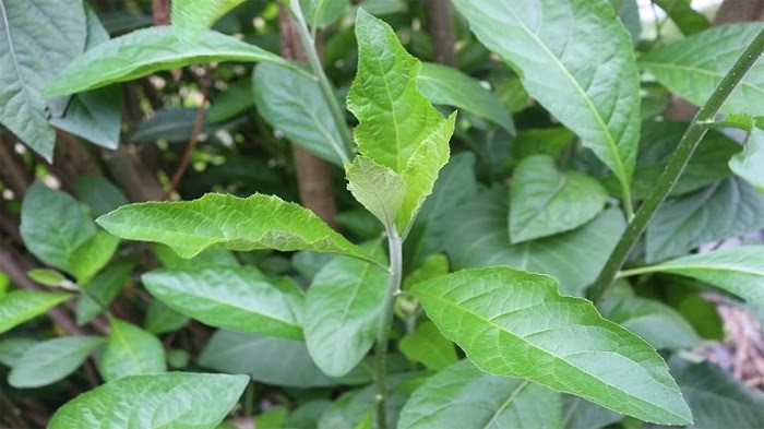 Uống trà cây lá đắng có thể cải thiện bệnh xuất tinh sớm ở nam giới