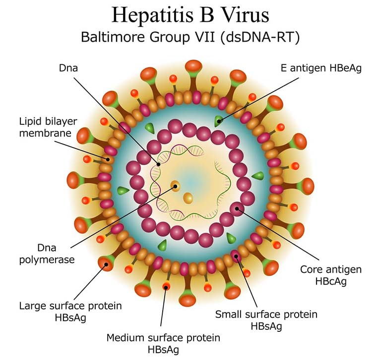 virus viêm gan B