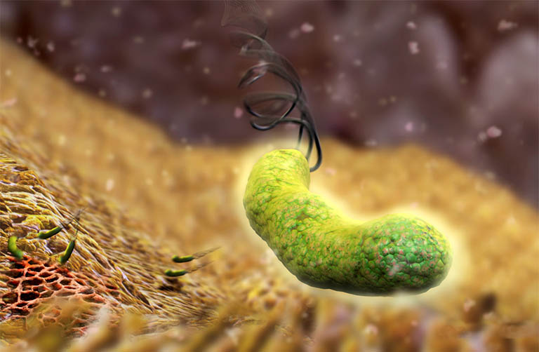 Tìm hiểu vi khuẩn Hp sống được bao lâu trong không khí và những môi trường khác