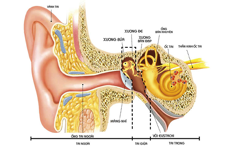 Viêm tai trong là tình trạng nhiễm trùng tai trong gây ra tình trạng đau khó chịu, thậm chí mất thính giác