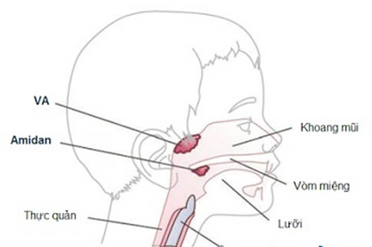 VA là cơ quan miễn dịch của cơ thể nằm ở vị trí sau vòm mũi họng