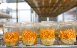 Đông trùng hạ thảo nuôi cấy có tốt không - Quy trình nuôi cấy, chất lượng và giá bán
