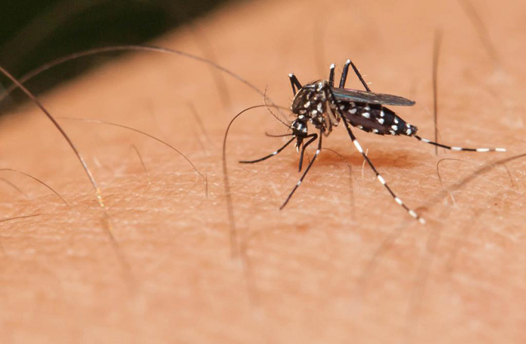 Muỗi vằn mang virus dengue là nguyên nhân gây ra bệnh sốt xuất huyết