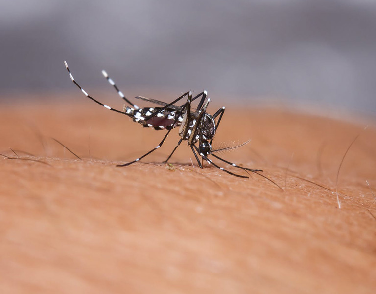 Muỗi vằn mang virus dengue là nguyên nhân chính gây nên bệnh sốt xuất huyết ở người lớn và các đối tượng khác