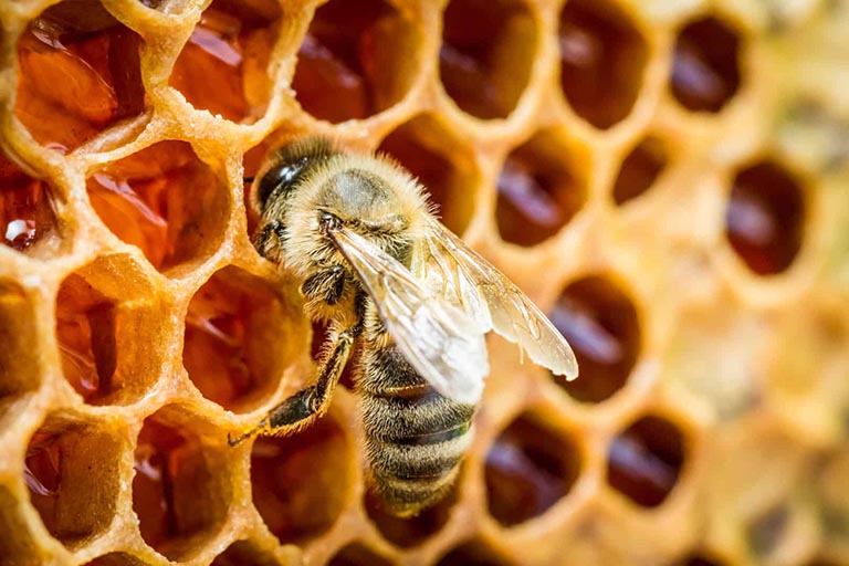 Người bị viêm đại tràng có uống được mật ong không là thắc mắc của không ít người đang đi tìm câu trả lời